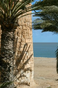Beach with Palm Tree