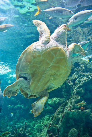 Sea Turtle